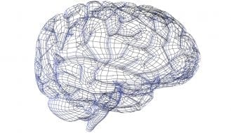 Brain picture