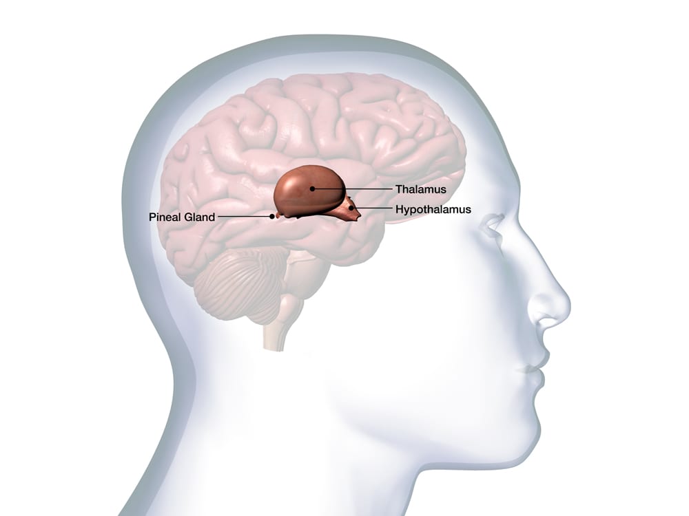 Melatonin in the pineal gland