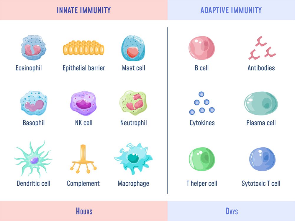How vitamin D impacts innate and adaptive Immunity