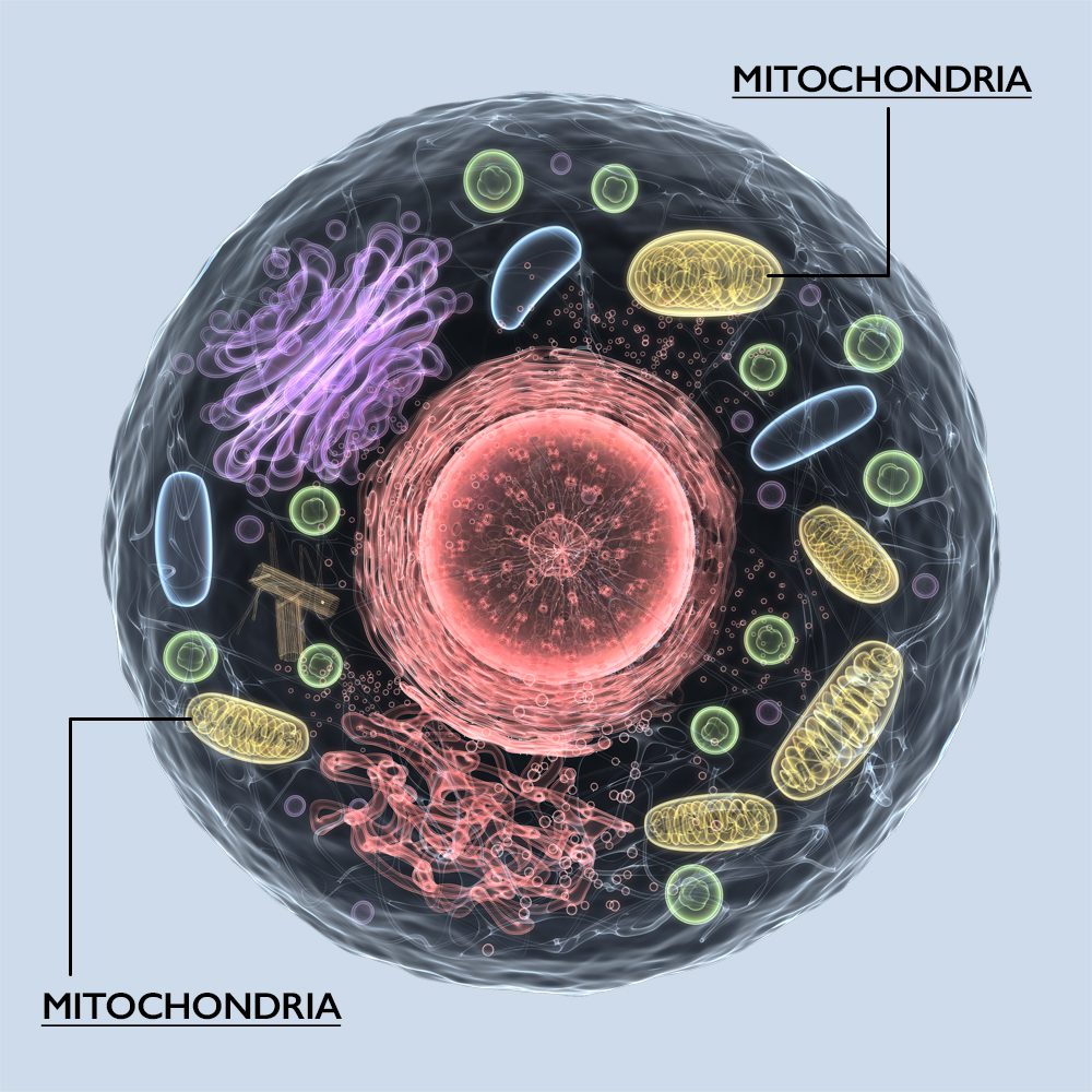 Melatonin in the mitochondria