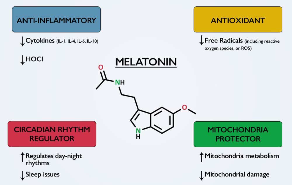Melatonin's immune benefits