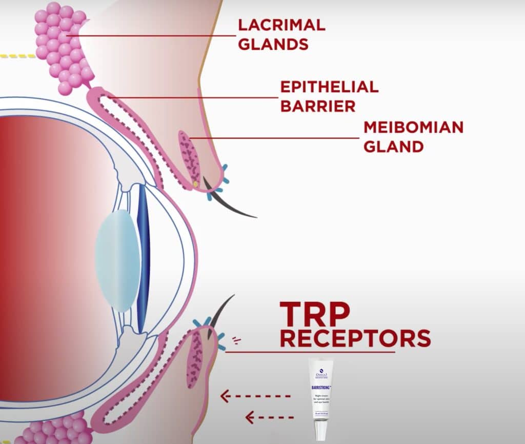 Diagram of TRP ion channels around the eye.