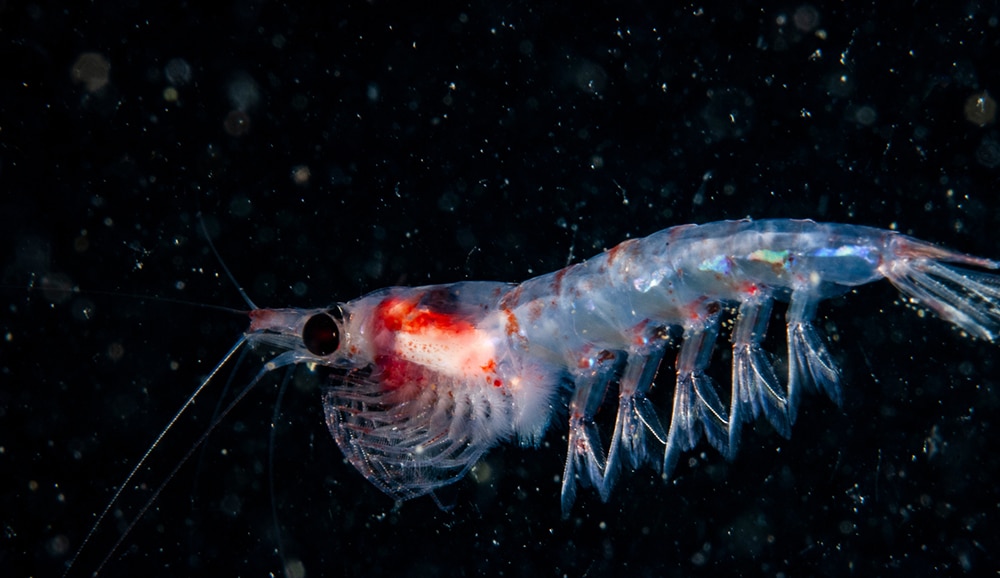 krill floating in the sea