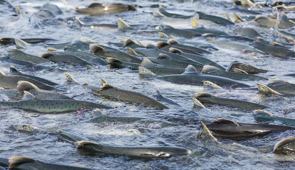 salmon spawning in a river