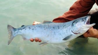 wild caught Sockeye salmon