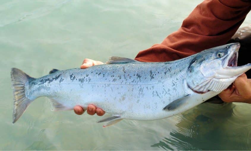 wild caught Sockeye salmon